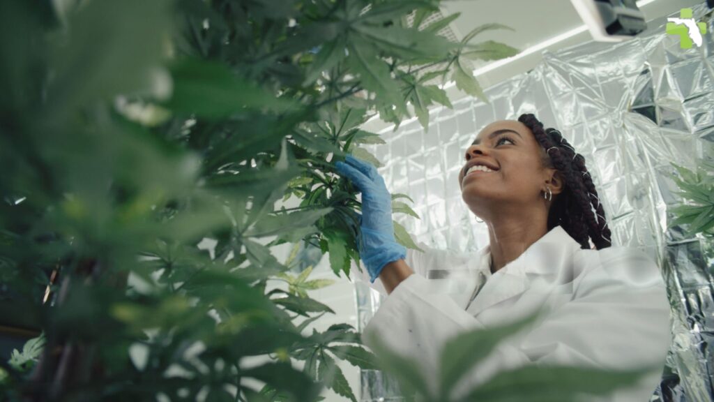 How to Check Eligibility for a Medical Marijuana Card in Hialeah